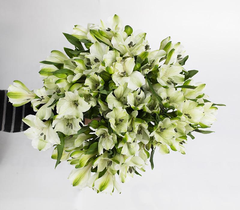 Paquete 10 Varas de alstroemerias blancas.