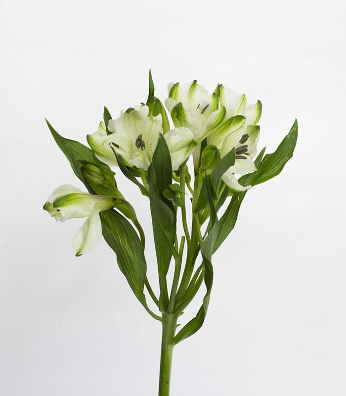 Paquete 10 Varas de alstroemerias blancas. - Imagen 2