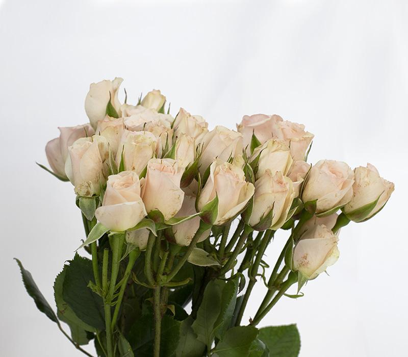 Paquete 10 Varas de mini rosas rosado pálido.