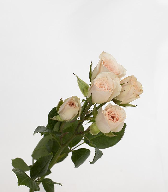 Paquete 10 Varas de mini rosas rosado pálido. - Imagen 3