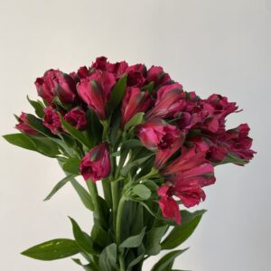 Paquete 10 Varas de alstroemeria Fucsia.