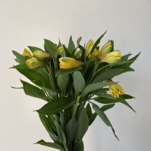 Paquete 10 Varas de alstroemeria amarilla.
