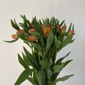 Paquete 10 Varas de alstroemeria Naranja.