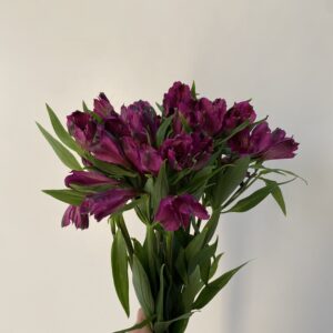 Paquete 10 Varas de alstroemeria Morada.