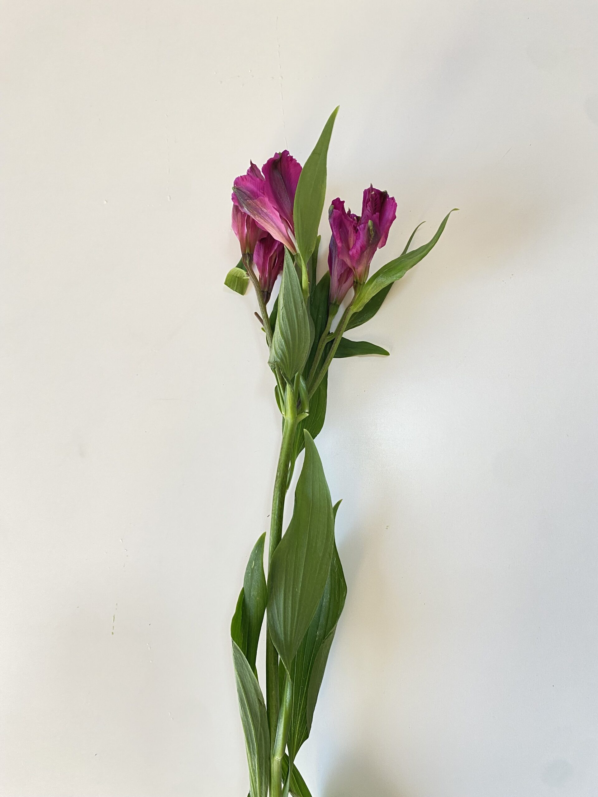 Paquete 10 Varas de alstroemeria Morada. - Imagen 4