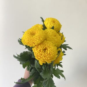 10 Varas Cremon Amarillo.