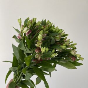 8 Varas Charmelia Rosada.