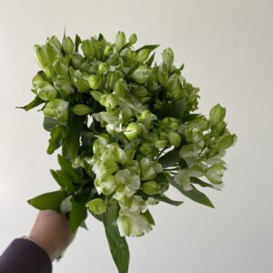 8 Varas Charmelia Blanca.