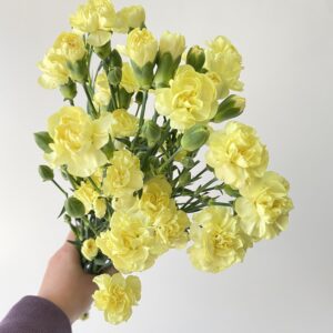 10 Varas Mini Clavel Amarillo.
