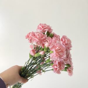 10 Varas Mini Clavel Rosado.