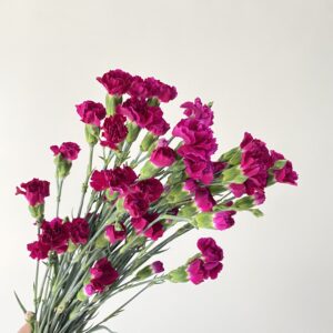 10 Varas Mini Clavel Fucsia.